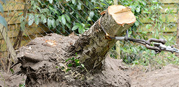 Miami Tree Stump Removal and Grinding - One Two Tree